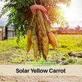310 Seeds| Solar Yellow Carrot Seeds -Heirloom – Non-GMO – Golden Yellow – Sweet Flavor – Crisp Texture – Easy to Grow – Spring & Fall – 7-Inch Roots – Fresh Eating – Garden to Table#7032