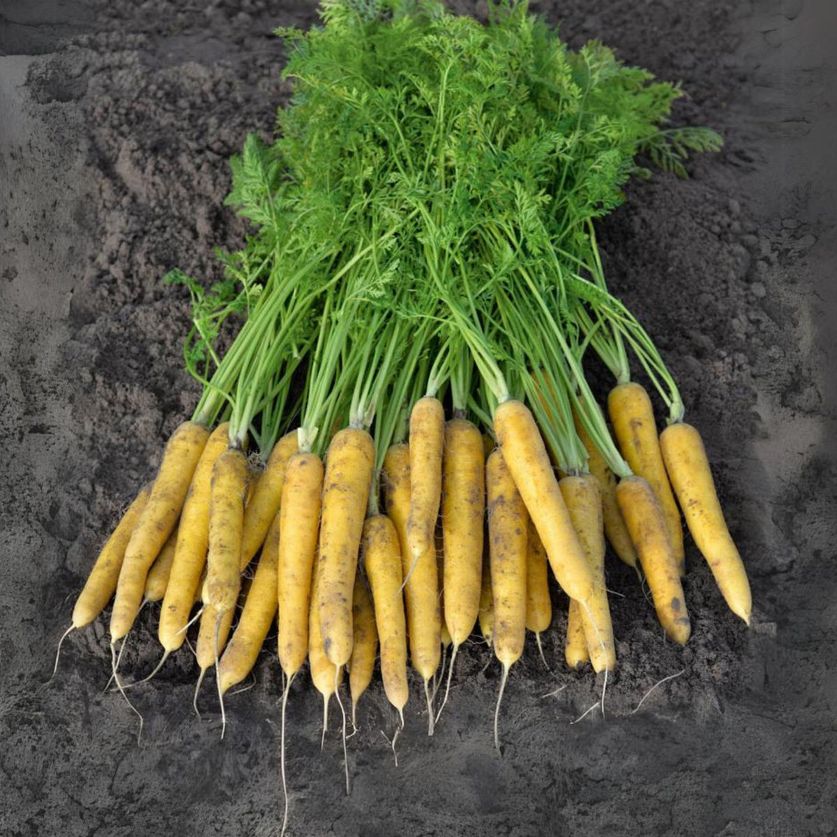 Solar Yellow Carrot Seeds - Golden Yellow Roots, 310 seeds