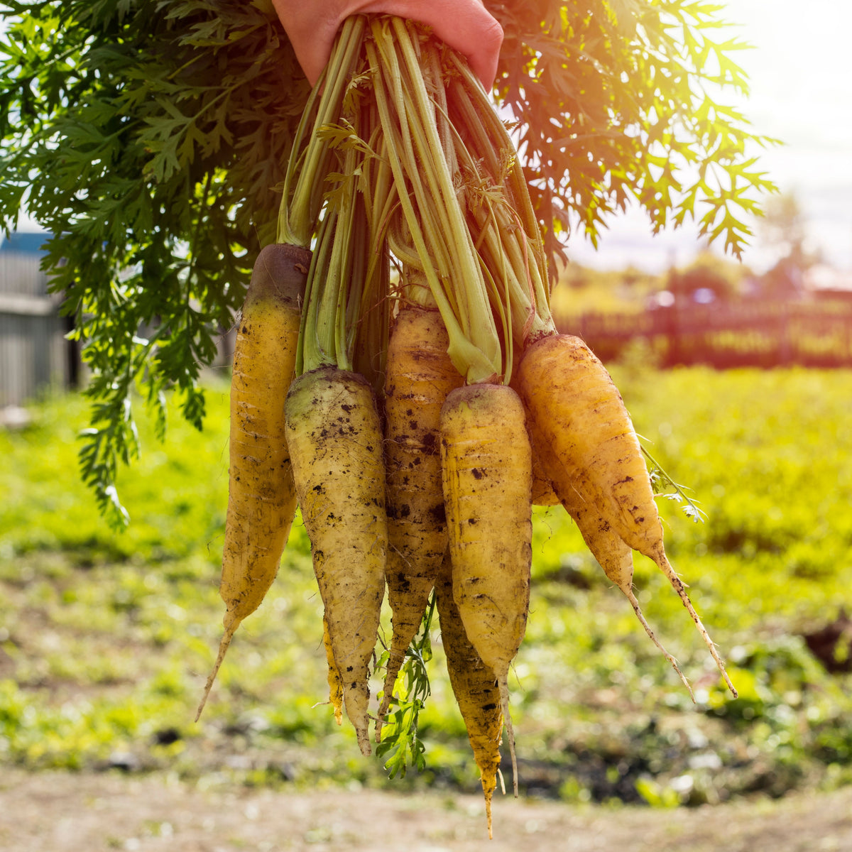 310 Seeds| Solar Yellow Carrot Seeds -Heirloom – Non-GMO – Golden Yellow – Sweet Flavor – Crisp Texture – Easy to Grow – Spring & Fall – 7-Inch Roots – Fresh Eating – Garden to Table#7032