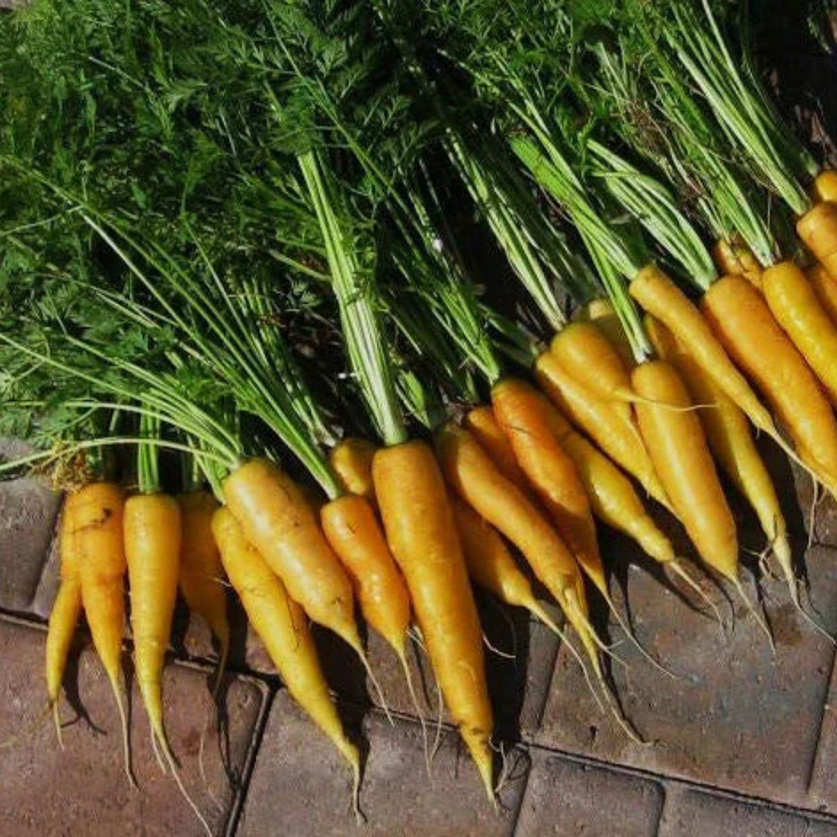 310 Seeds| Solar Yellow Carrot Seeds -Heirloom – Non-GMO – Golden Yellow – Sweet Flavor – Crisp Texture – Easy to Grow – Spring & Fall – 7-Inch Roots – Fresh Eating – Garden to Table#7032