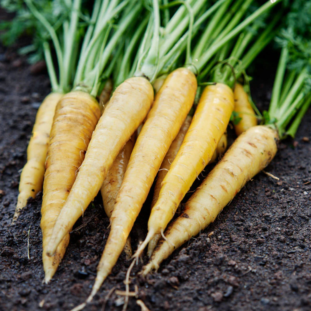 310 Seeds| Solar Yellow Carrot Seeds -Heirloom – Non-GMO – Golden Yellow – Sweet Flavor – Crisp Texture – Easy to Grow – Spring & Fall – 7-Inch Roots – Fresh Eating – Garden to Table#7032