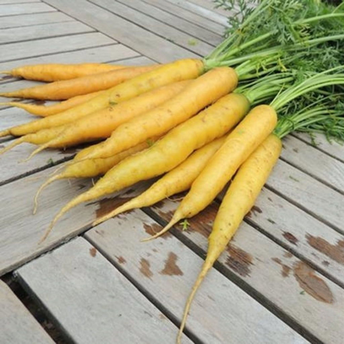 310 Seeds| Solar Yellow Carrot Seeds -Heirloom – Non-GMO – Golden Yellow – Sweet Flavor – Crisp Texture – Easy to Grow – Spring & Fall – 7-Inch Roots – Fresh Eating – Garden to Table#7032