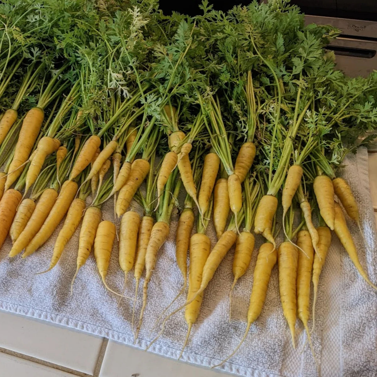 310 Seeds| Solar Yellow Carrot Seeds -Heirloom – Non-GMO – Golden Yellow – Sweet Flavor – Crisp Texture – Easy to Grow – Spring & Fall – 7-Inch Roots – Fresh Eating – Garden to Table#7032