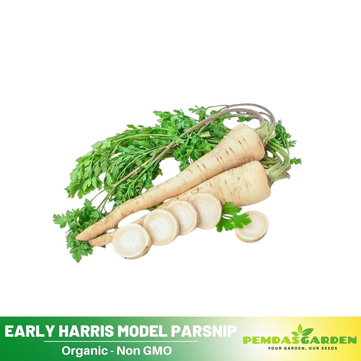 210 Seeds| Early Harris Model Parsnip Seeds - Heirloom – Non-GMO – Sweet Nutty Flavor – Long Roots – Cold Hardy – Winter Storage – Easy to Grow – High Yield – Fresh Eating – Garden to Table #7033