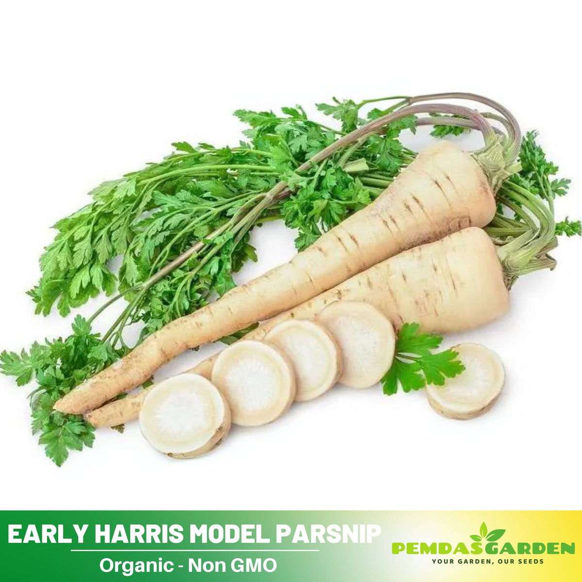 210 Seeds| Early Harris Model Parsnip Seeds - Heirloom – Non-GMO – Sweet Nutty Flavor – Long Roots – Cold Hardy – Winter Storage – Easy to Grow – High Yield – Fresh Eating – Garden to Table #7033