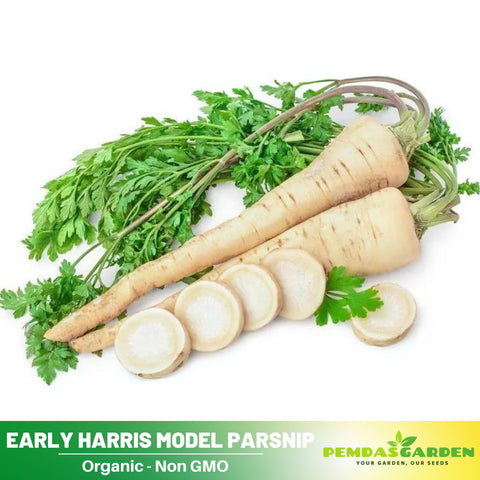 harris garden seeds 210 Seeds| Early Harris Model Parsnip Seeds