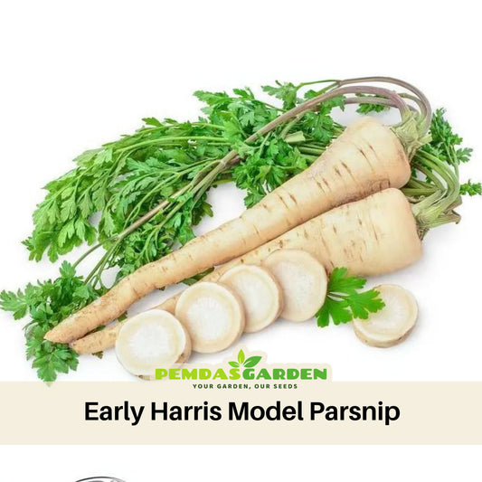 Early Harris Model Parsnip Seeds - Sweet Nutty Flavor, 210 seeds