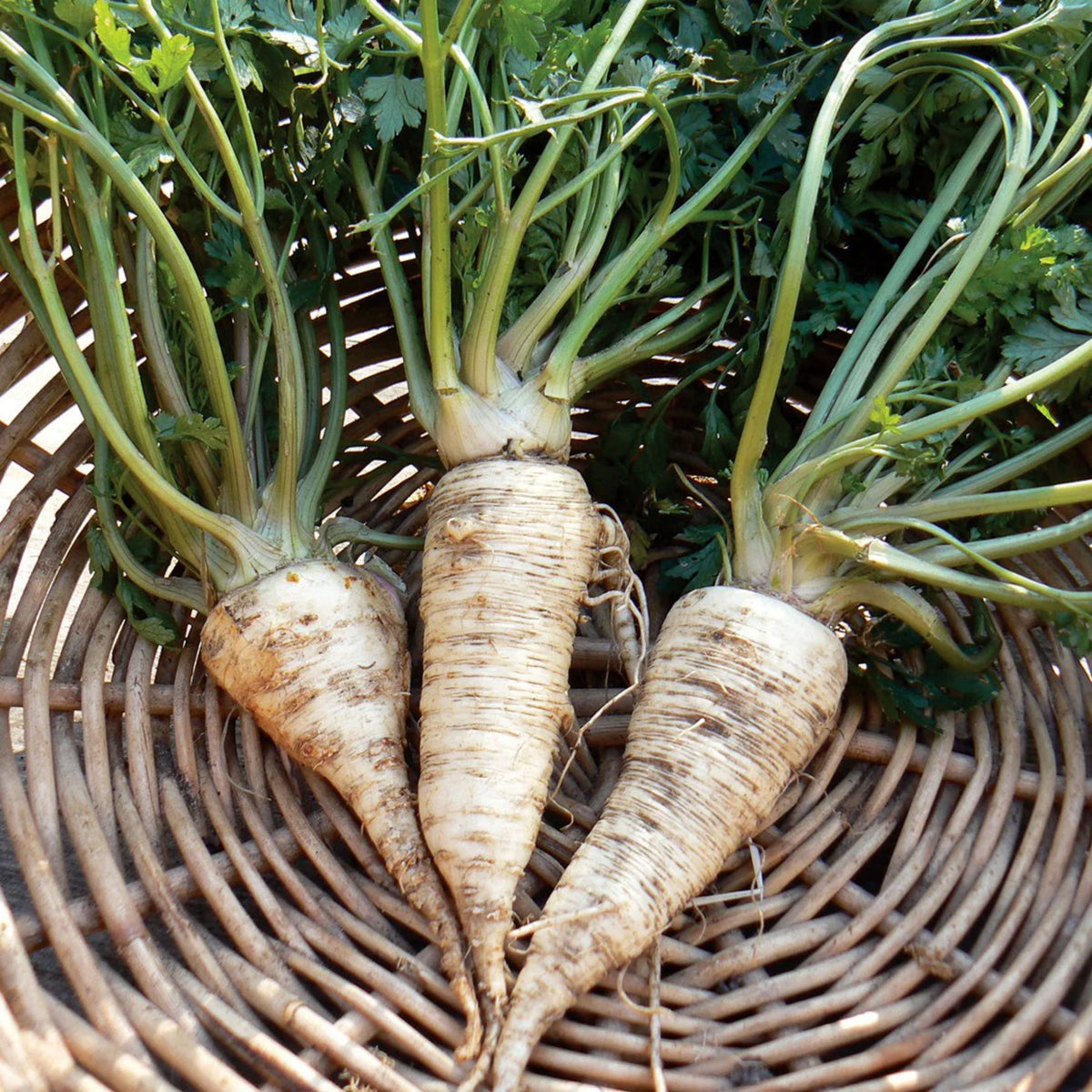 210 Seeds| Early Harris Model Parsnip Seeds - Heirloom – Non-GMO – Sweet Nutty Flavor – Long Roots – Cold Hardy – Winter Storage – Easy to Grow – High Yield – Fresh Eating – Garden to Table #7033