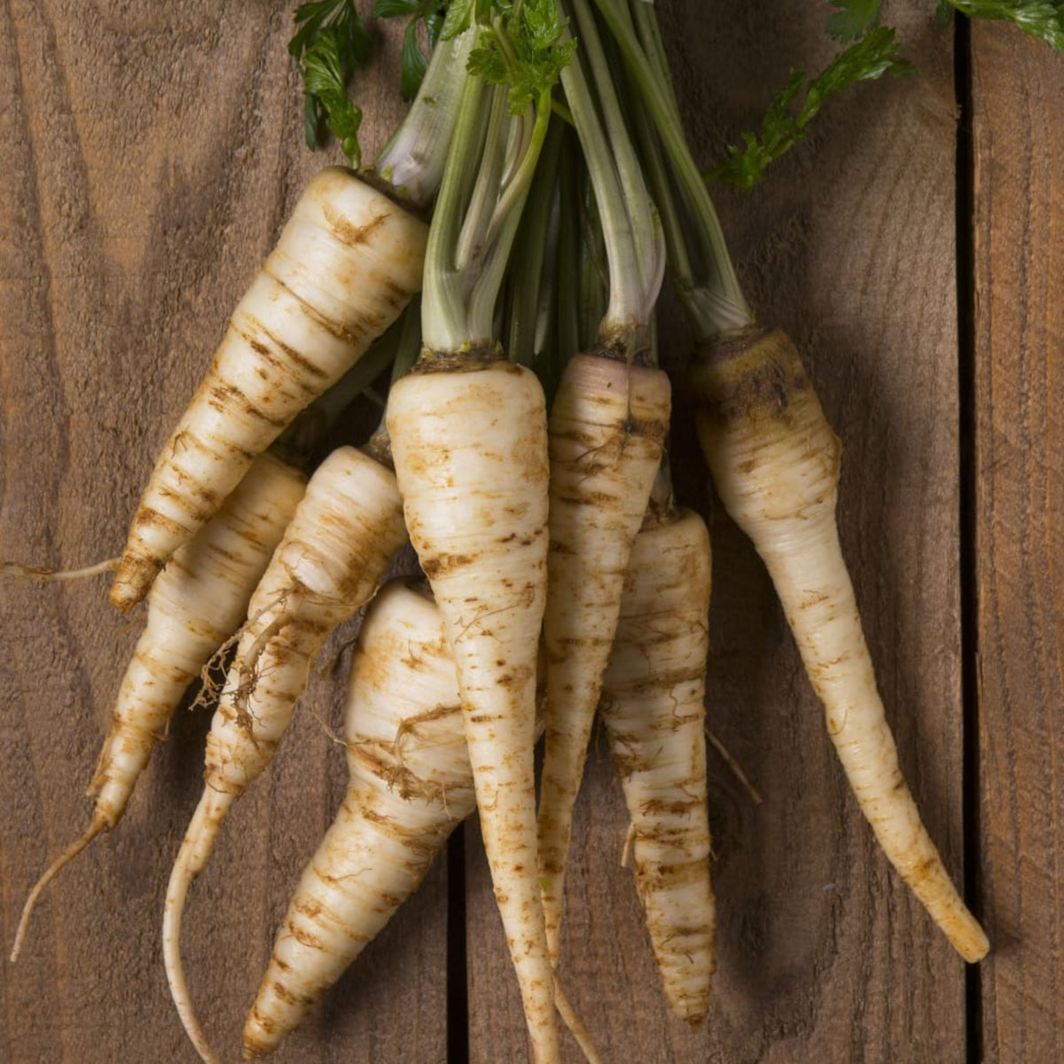 Early Harris Model Parsnip Seeds - Sweet Nutty Flavor, 210 seeds