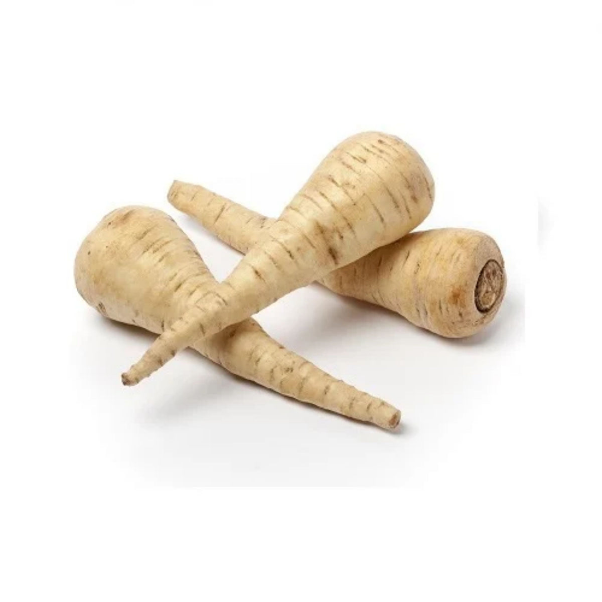 Early Harris Model Parsnip Seeds - Sweet Nutty Flavor, 210 seeds