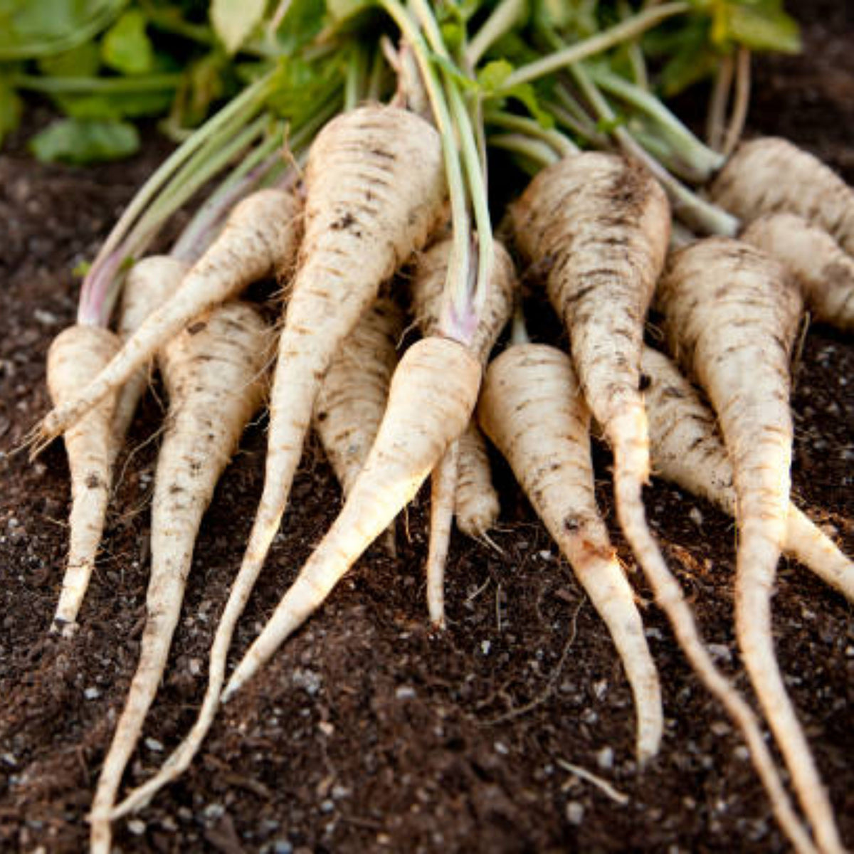 210 Seeds| Early Harris Model Parsnip Seeds - Heirloom – Non-GMO – Sweet Nutty Flavor – Long Roots – Cold Hardy – Winter Storage – Easy to Grow – High Yield – Fresh Eating – Garden to Table #7033