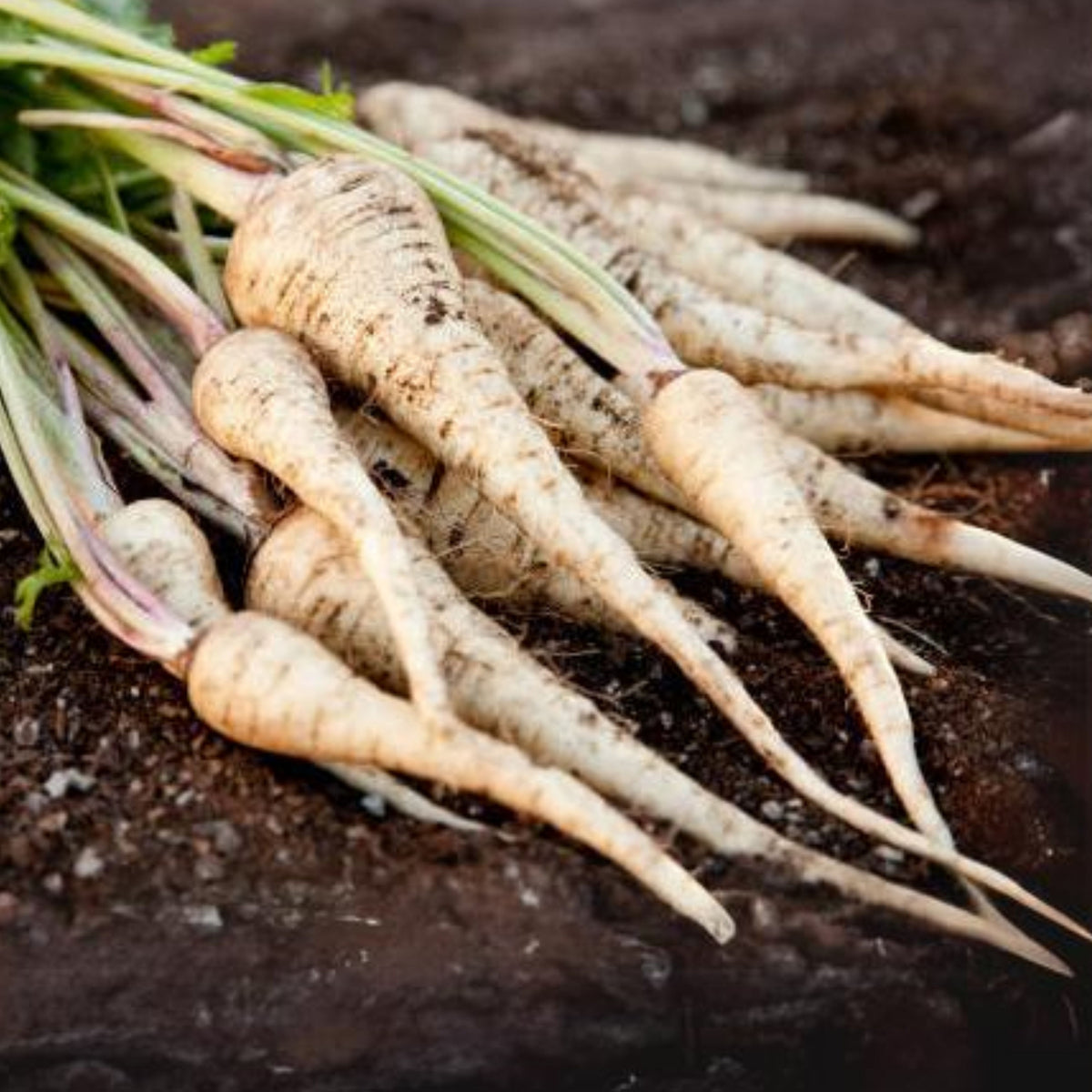 210 Seeds| Early Harris Model Parsnip Seeds - Heirloom – Non-GMO – Sweet Nutty Flavor – Long Roots – Cold Hardy – Winter Storage – Easy to Grow – High Yield – Fresh Eating – Garden to Table #7033