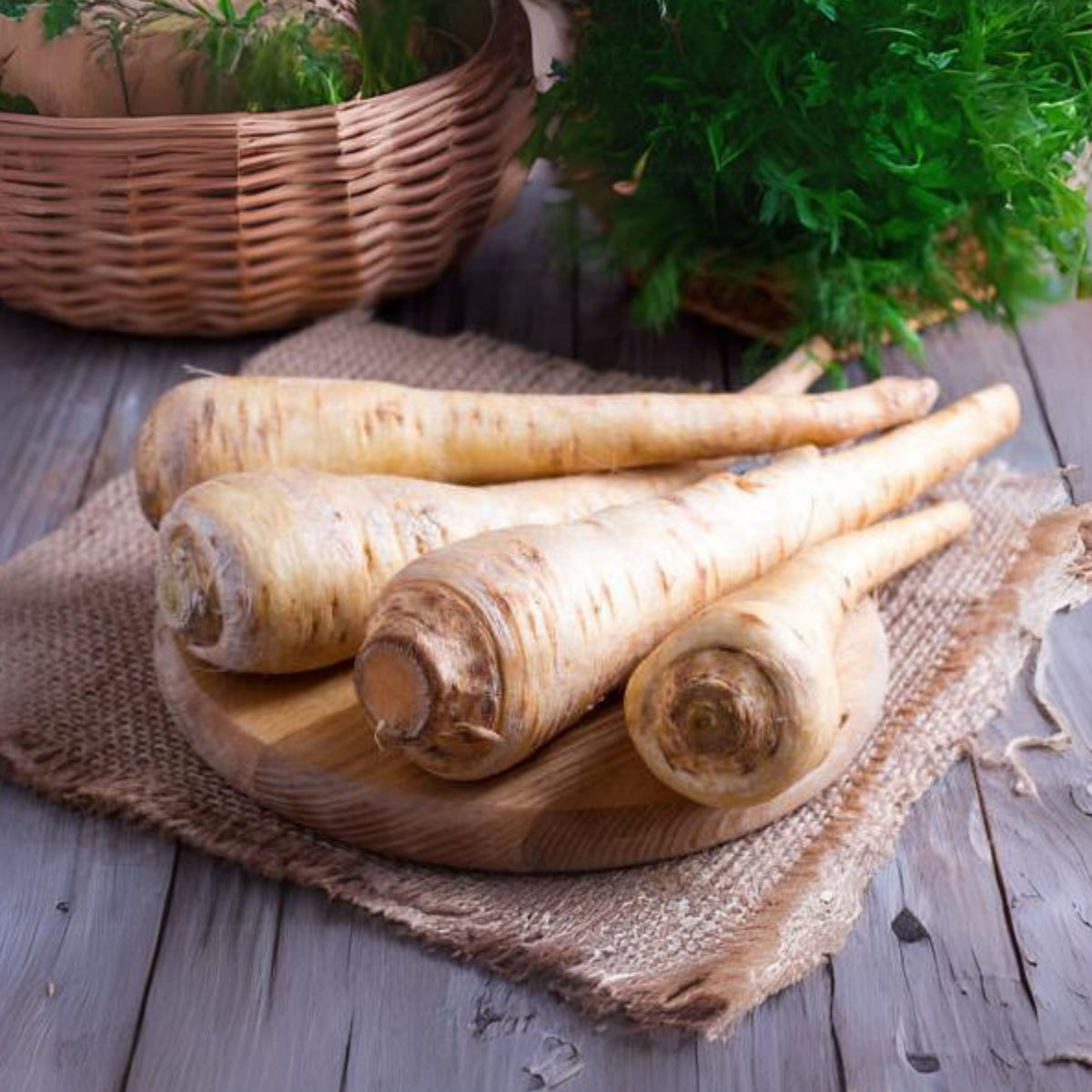 Early Harris Model Parsnip Seeds - Sweet Nutty Flavor, 210 seeds