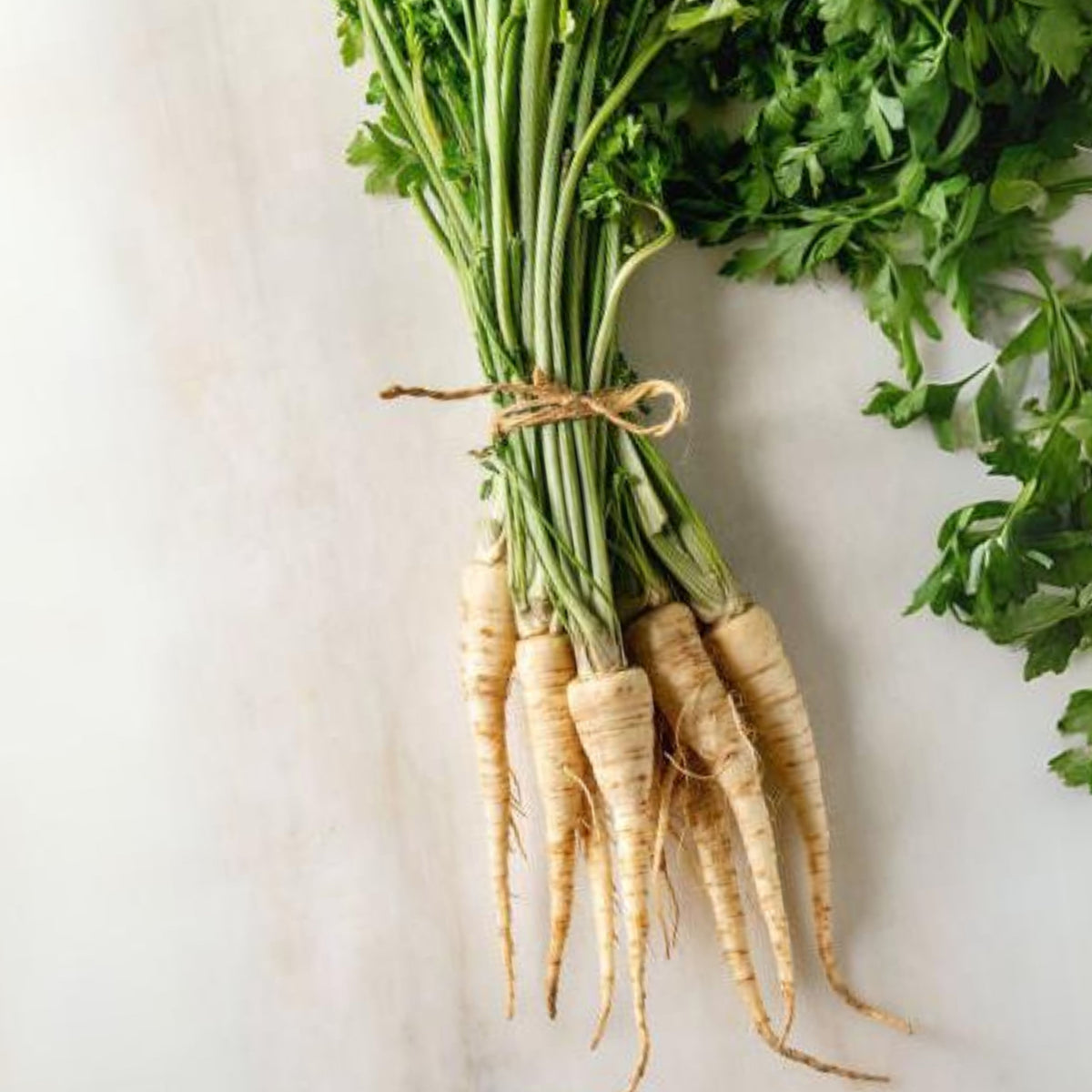Early Harris Model Parsnip Seeds - Sweet Nutty Flavor, 210 seeds