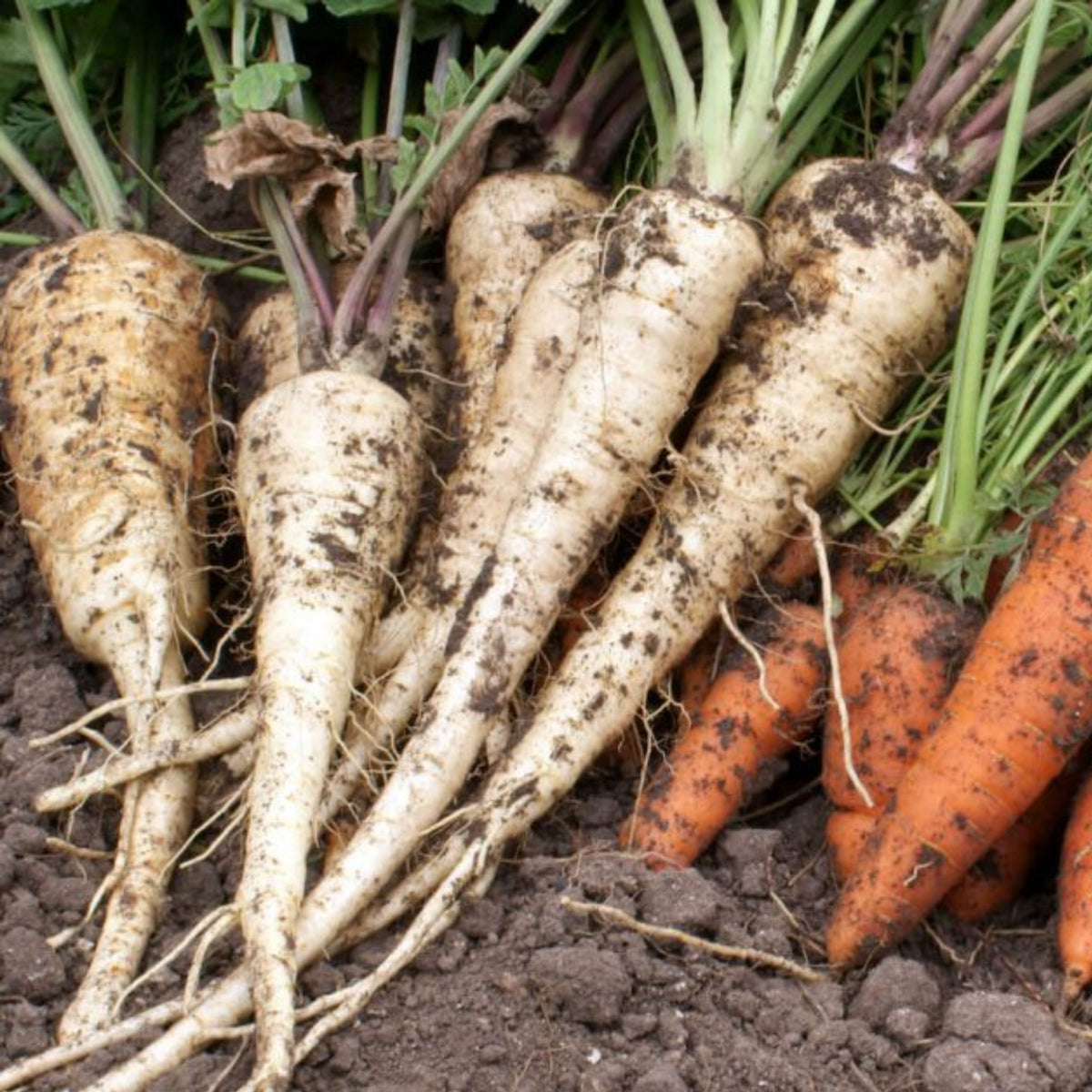 Early Harris Model Parsnip Seeds - Sweet Nutty Flavor, 210 seeds