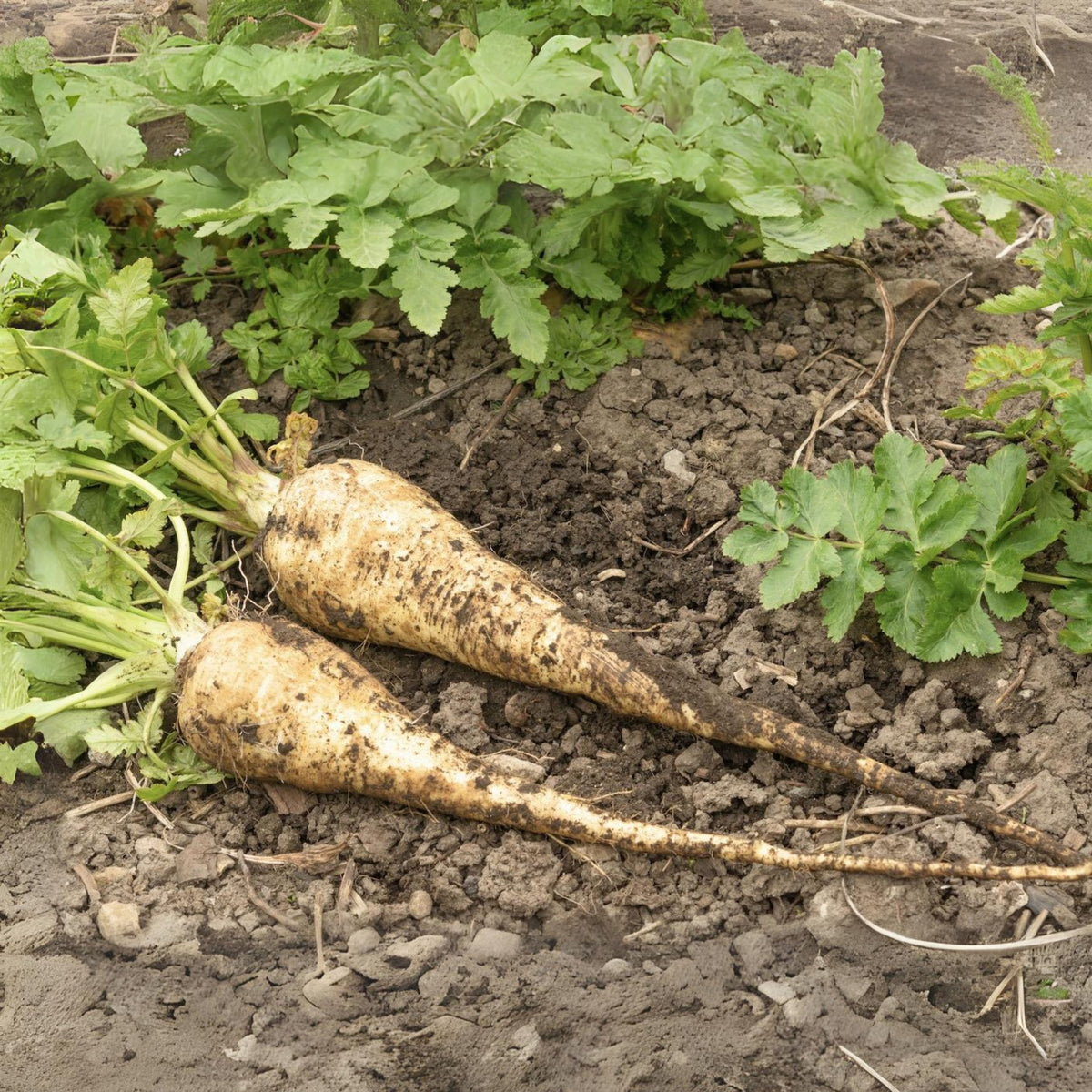 Early Harris Model Parsnip Seeds - Sweet Nutty Flavor, 210 seeds