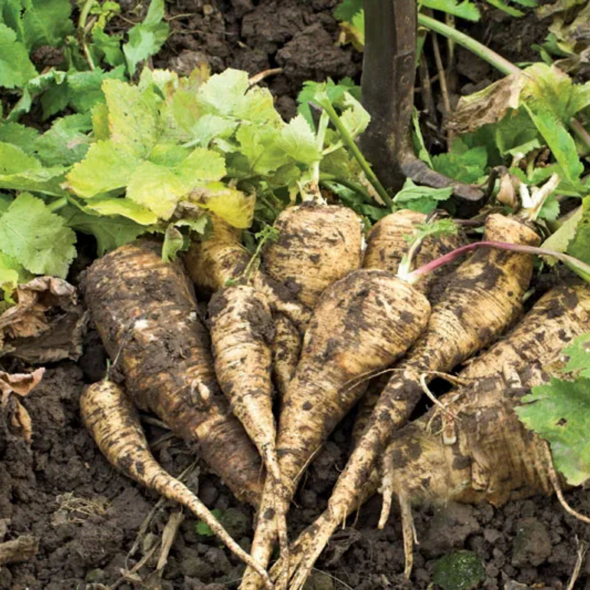 210 Seeds| Early Harris Model Parsnip Seeds - Heirloom – Non-GMO – Sweet Nutty Flavor – Long Roots – Cold Hardy – Winter Storage – Easy to Grow – High Yield – Fresh Eating – Garden to Table #7033