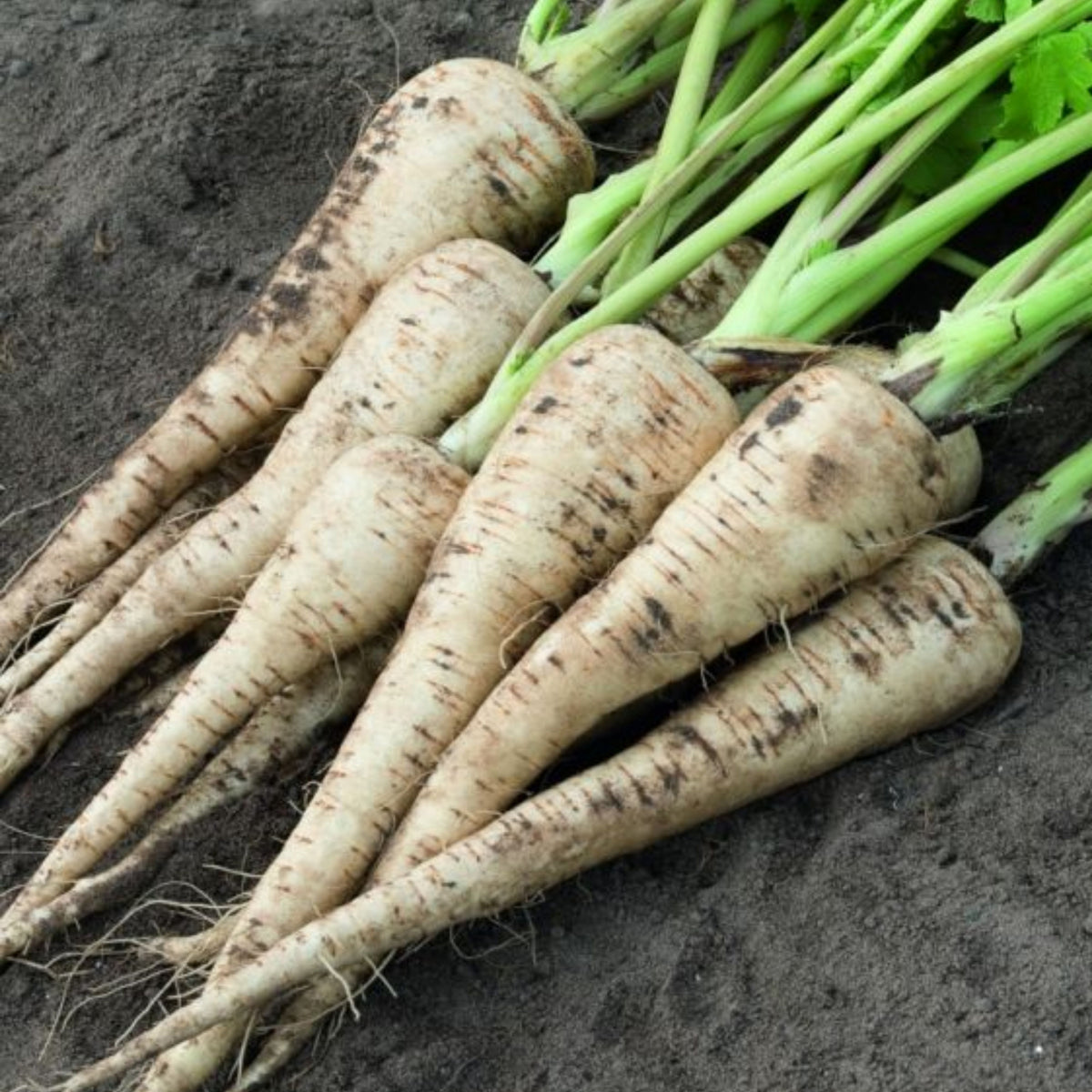 210 Seeds| Early Harris Model Parsnip Seeds - Heirloom – Non-GMO – Sweet Nutty Flavor – Long Roots – Cold Hardy – Winter Storage – Easy to Grow – High Yield – Fresh Eating – Garden to Table #7033
