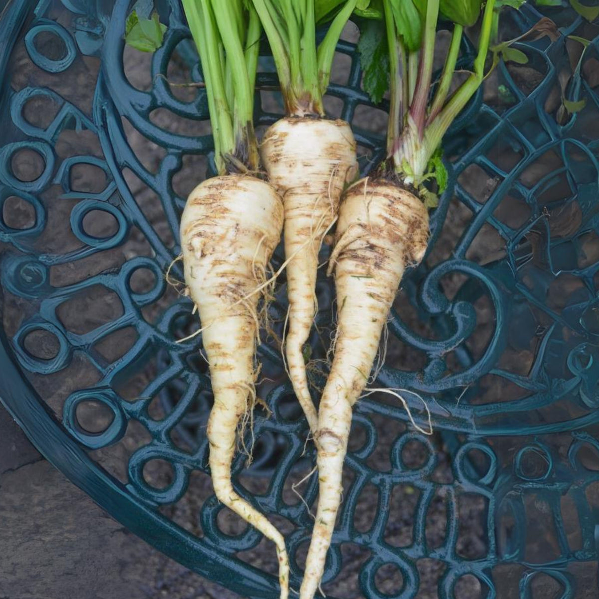Early Harris Model Parsnip Seeds - Sweet Nutty Flavor, 210 seeds