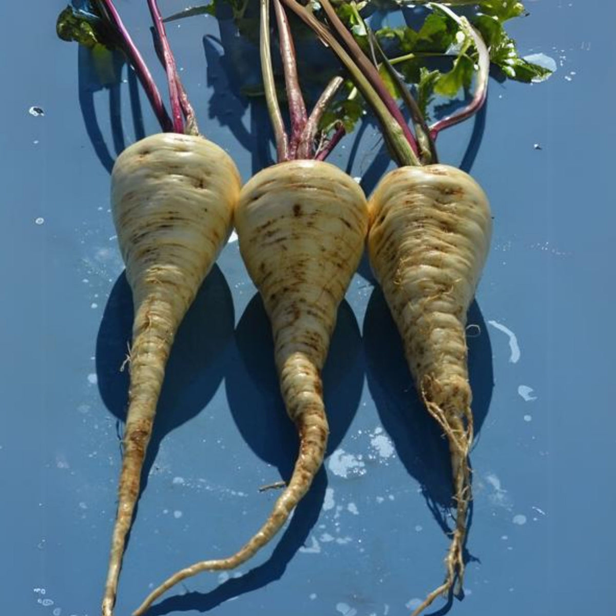 Early Harris Model Parsnip Seeds - Long White Roots, 210 seeds