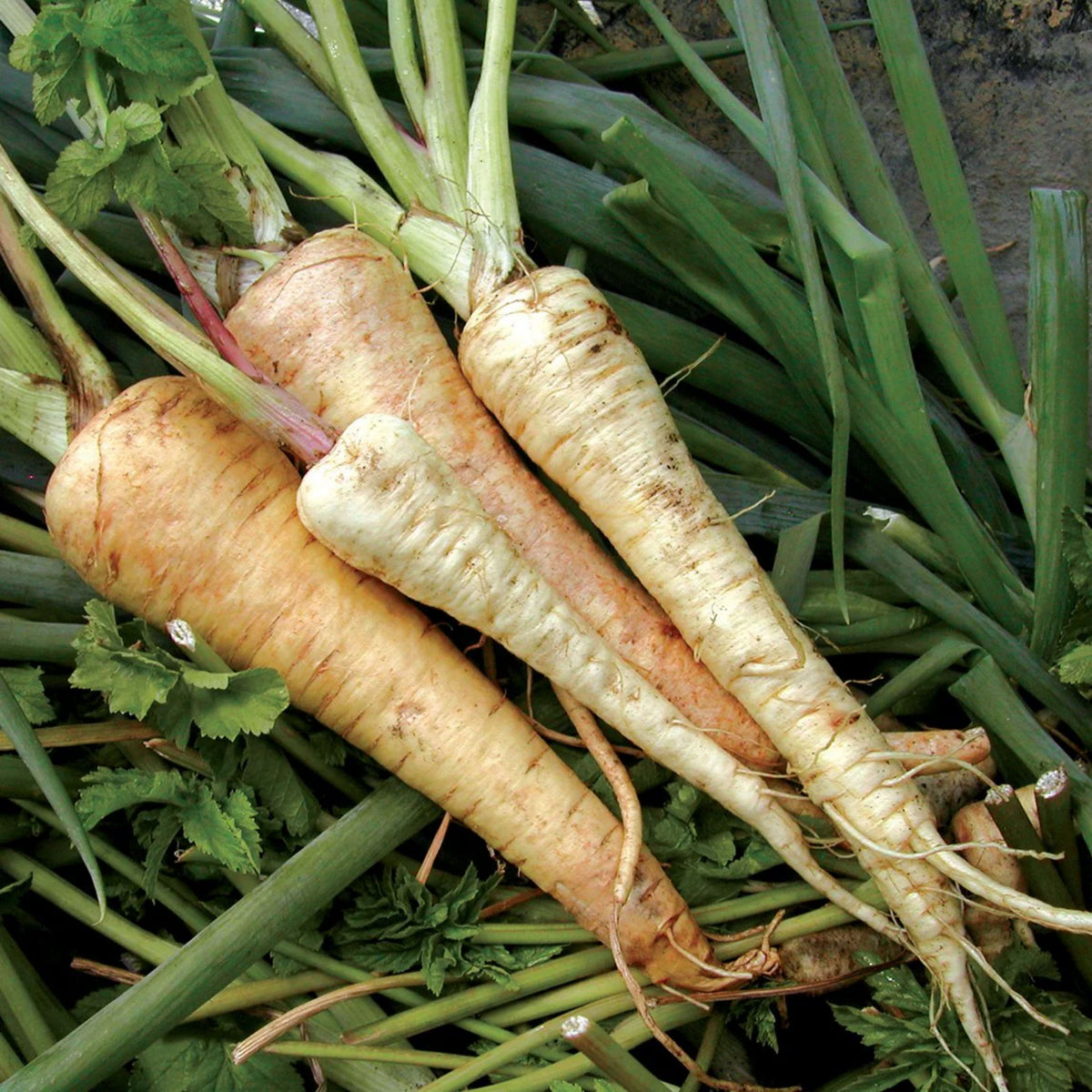 210 Seeds| Early Harris Model Parsnip Seeds - Heirloom – Non-GMO – Sweet Nutty Flavor – Long Roots – Cold Hardy – Winter Storage – Easy to Grow – High Yield – Fresh Eating – Garden to Table #7033