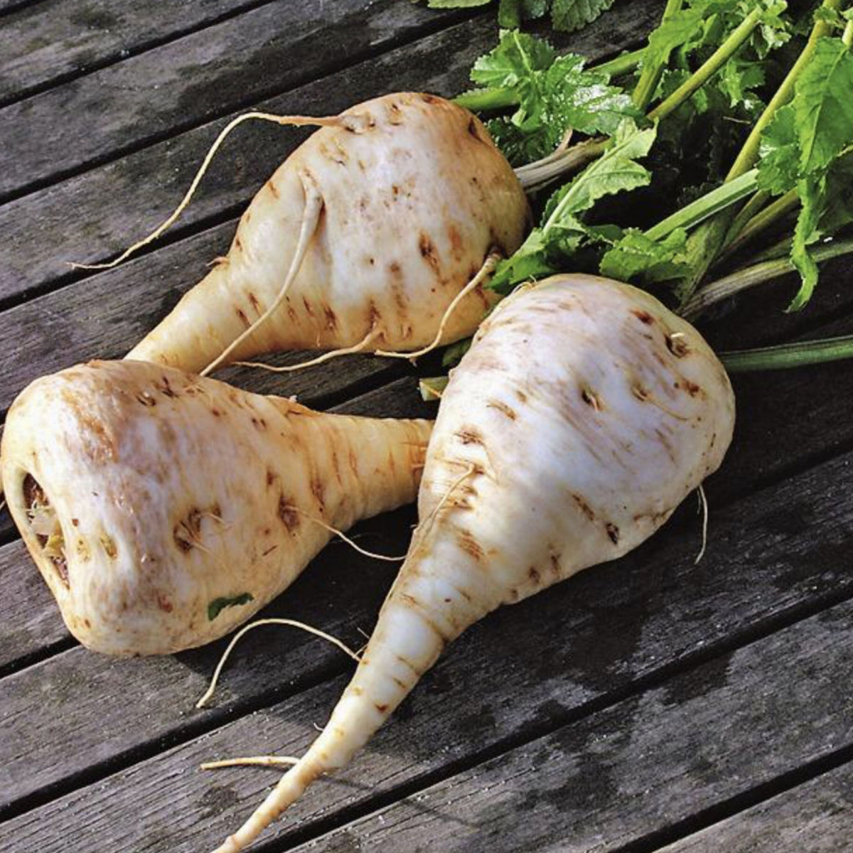Early Harris Model Parsnip Seeds - Sweet Nutty Flavor, 210 seeds