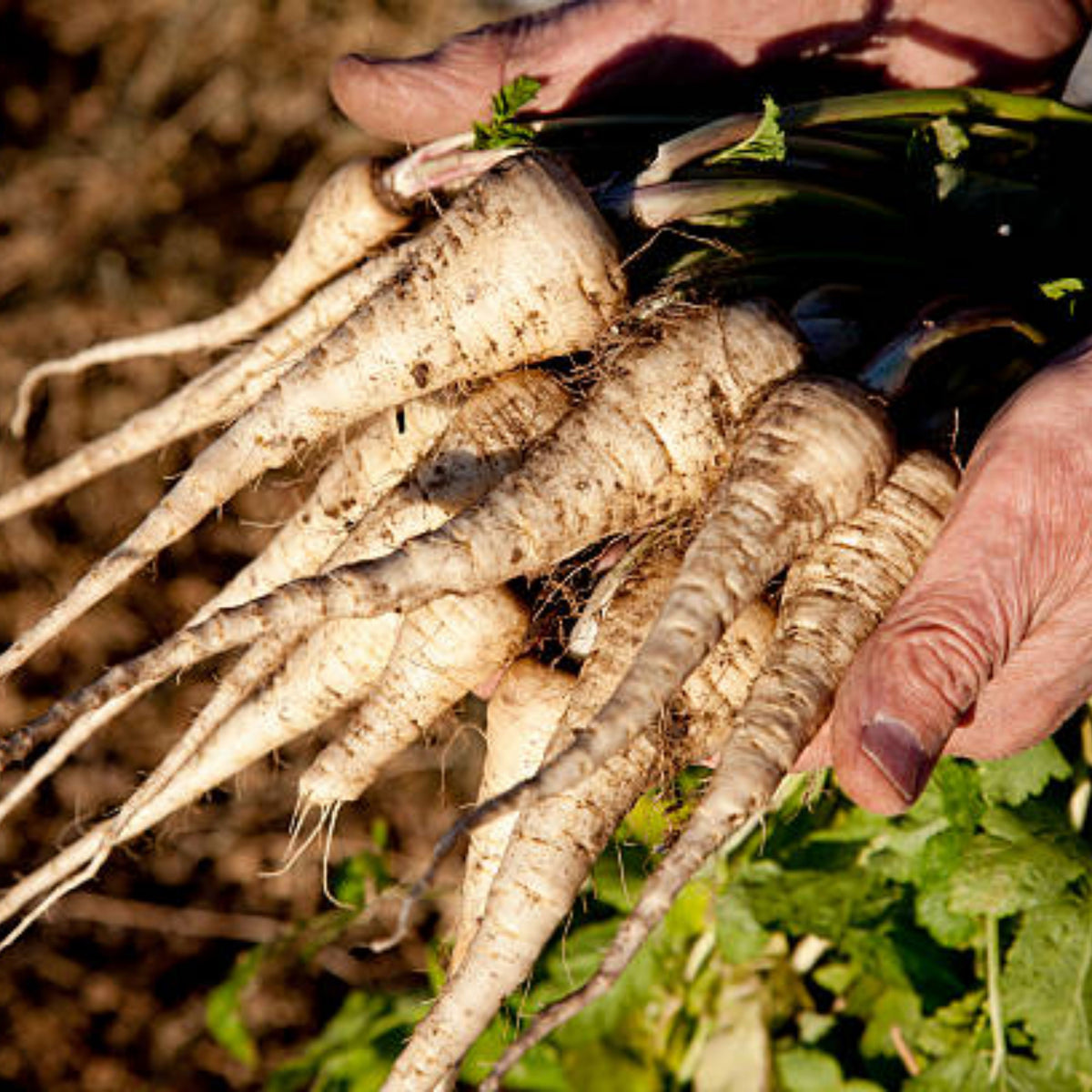 210 Seeds| Early Harris Model Parsnip Seeds - Heirloom – Non-GMO – Sweet Nutty Flavor – Long Roots – Cold Hardy – Winter Storage – Easy to Grow – High Yield – Fresh Eating – Garden to Table #7033