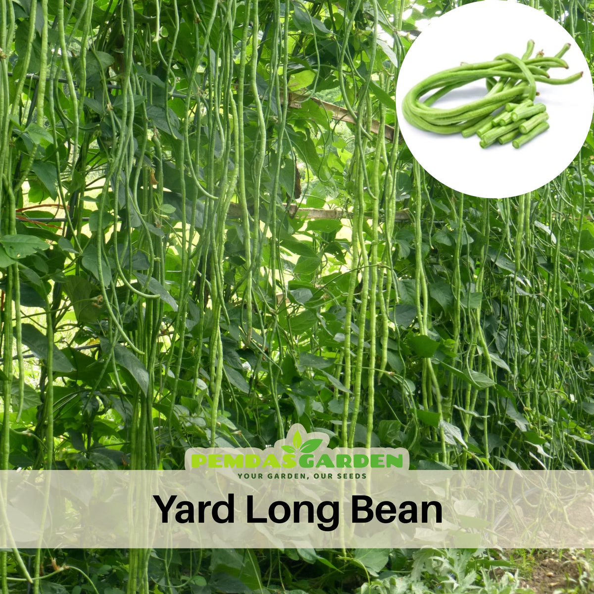 Yard Long Bean Seeds - Asian Long Beans, Tender Pods 18, 20 seeds