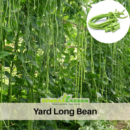 Yard Long Bean Seeds - Long Pods, Asian Variety, 20 seeds