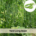 20 Seeds|  Yard Long Bean Seeds - Heirloom – Non-GMO – Long Pods – Asian Variety – High Yield – Easy to Grow – Warm Season – Vining Habit – Fresh Eating – Garden to Table#7038