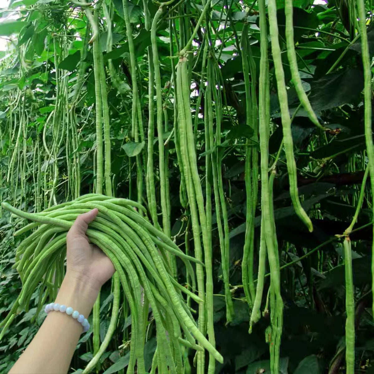20 Seeds|  Yard Long Bean Seeds - Heirloom – Non-GMO – Long Pods – Asian Variety – High Yield – Easy to Grow – Warm Season – Vining Habit – Fresh Eating – Garden to Table#7038