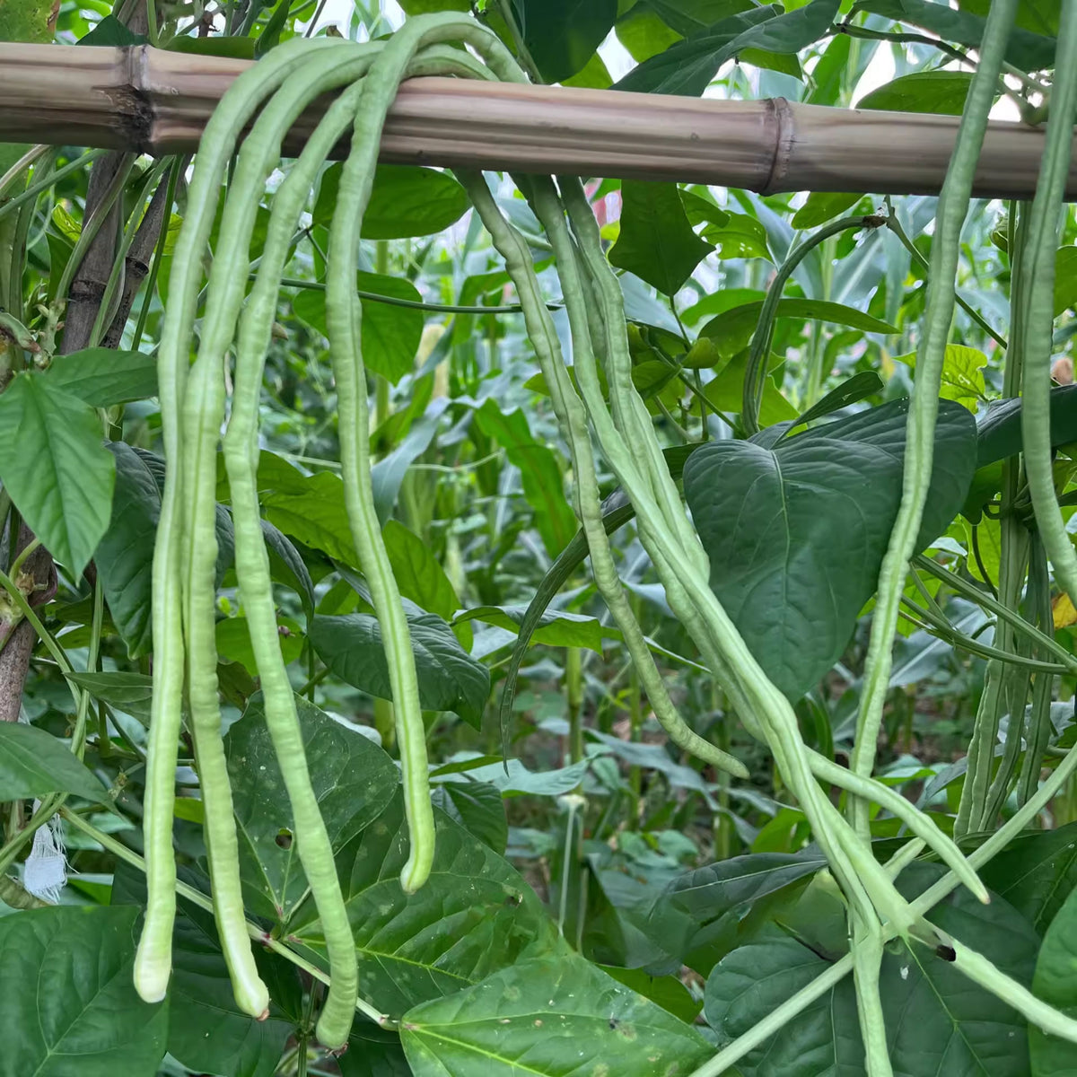 20 Seeds|  Yard Long Bean Seeds - Heirloom – Non-GMO – Long Pods – Asian Variety – High Yield – Easy to Grow – Warm Season – Vining Habit – Fresh Eating – Garden to Table#7038
