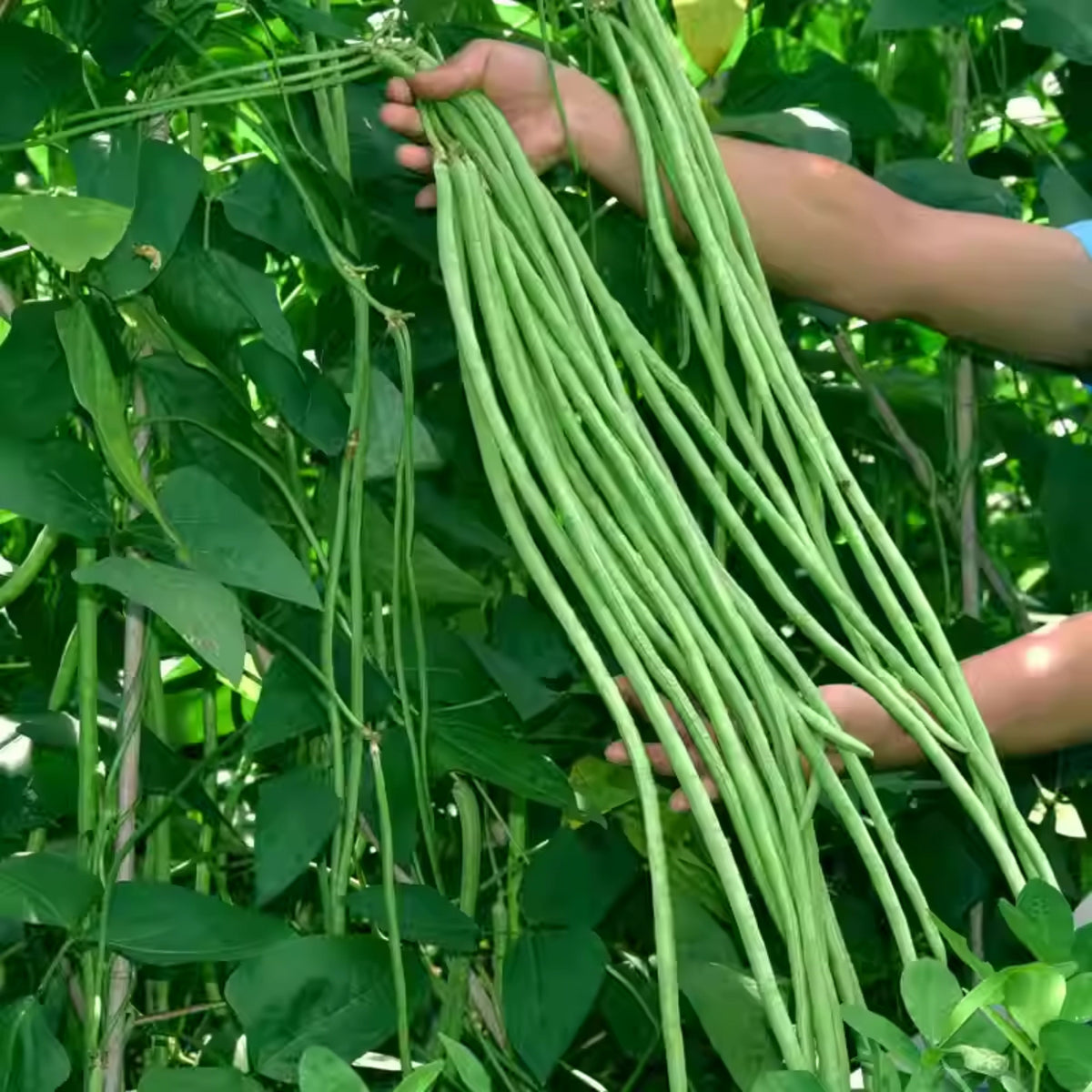 20 Seeds|  Yard Long Bean Seeds - Heirloom – Non-GMO – Long Pods – Asian Variety – High Yield – Easy to Grow – Warm Season – Vining Habit – Fresh Eating – Garden to Table#7038