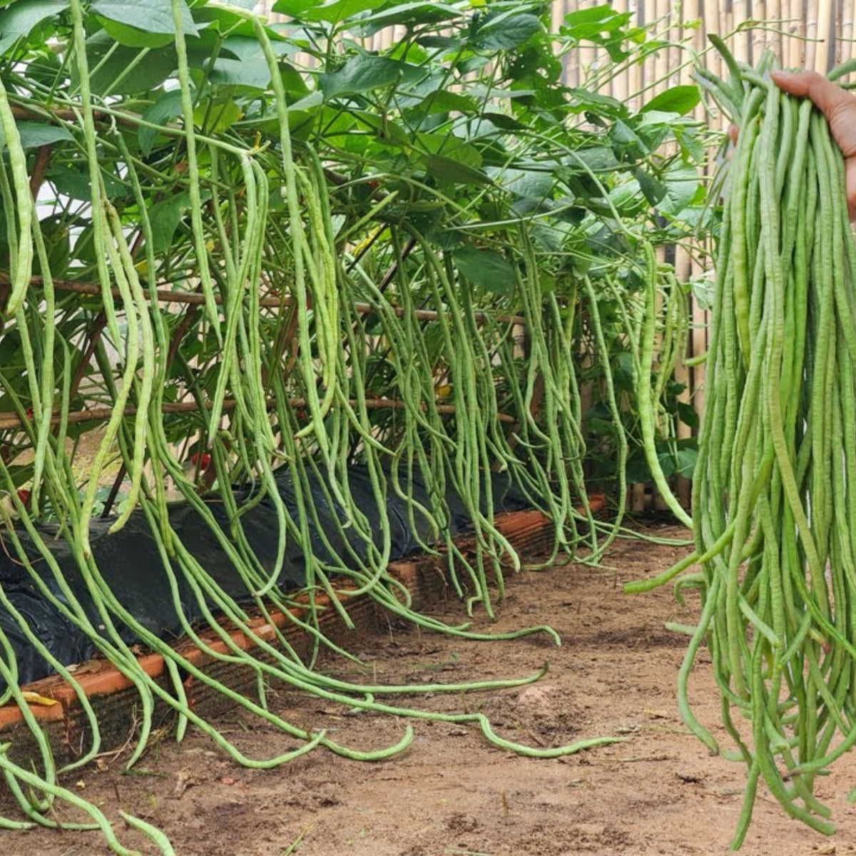 20 Seeds|  Yard Long Bean Seeds - Heirloom – Non-GMO – Long Pods – Asian Variety – High Yield – Easy to Grow – Warm Season – Vining Habit – Fresh Eating – Garden to Table#7038