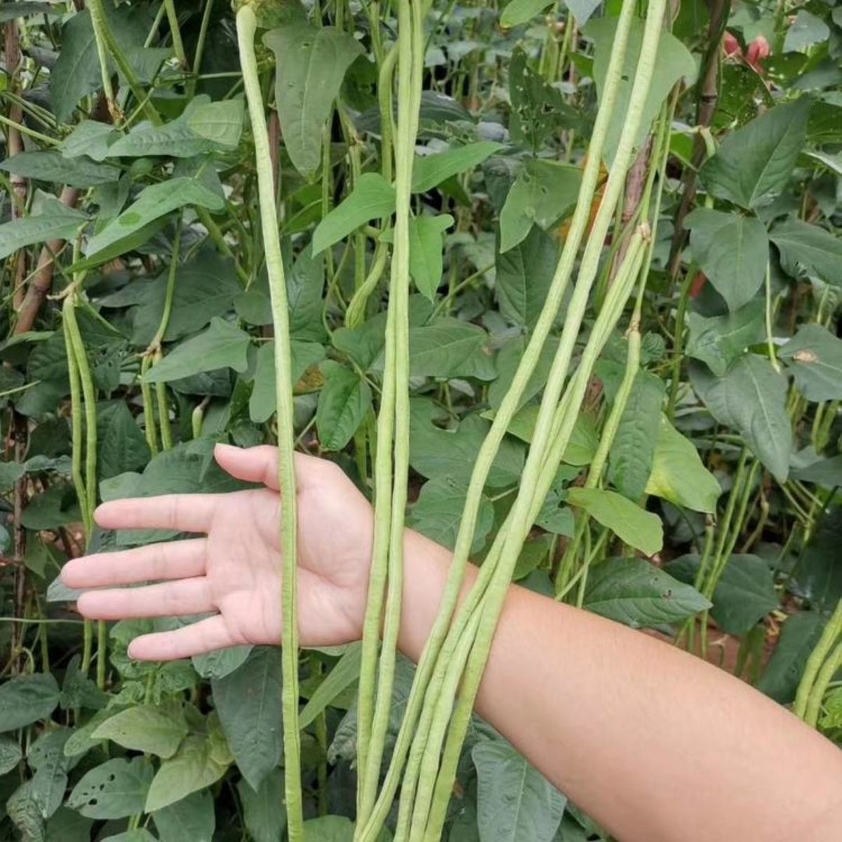 20 Seeds|  Yard Long Bean Seeds – Heirloom, Non-GMO, Asian Long Beans, Tender Pods 18–30 Inches, High Yield Vining Plant, Easy to Grow Warm Season Vegetable for Stir-Fry, Soups, and Fresh Cooking#7038