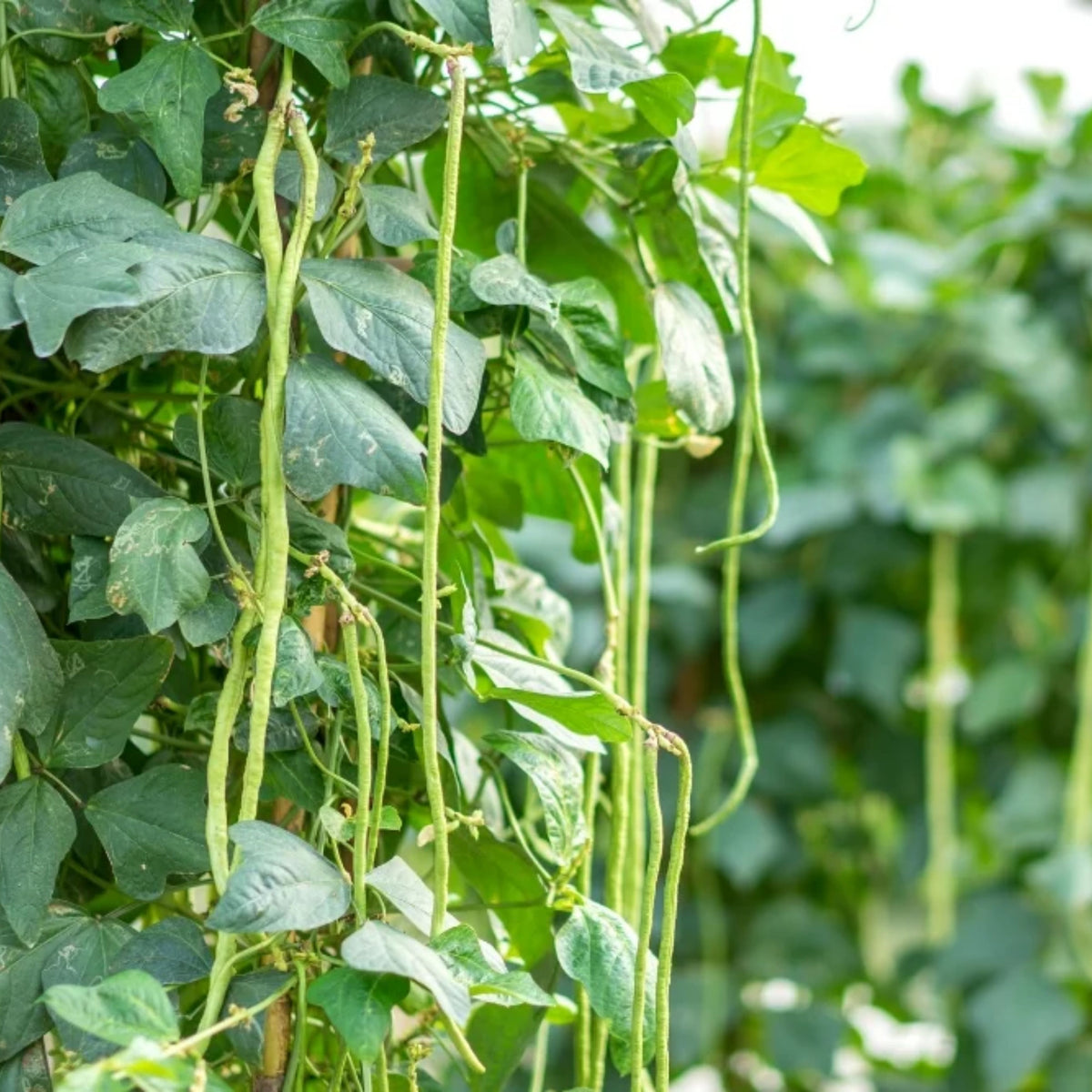 20 Seeds|  Yard Long Bean Seeds - Heirloom – Non-GMO – Long Pods – Asian Variety – High Yield – Easy to Grow – Warm Season – Vining Habit – Fresh Eating – Garden to Table#7038