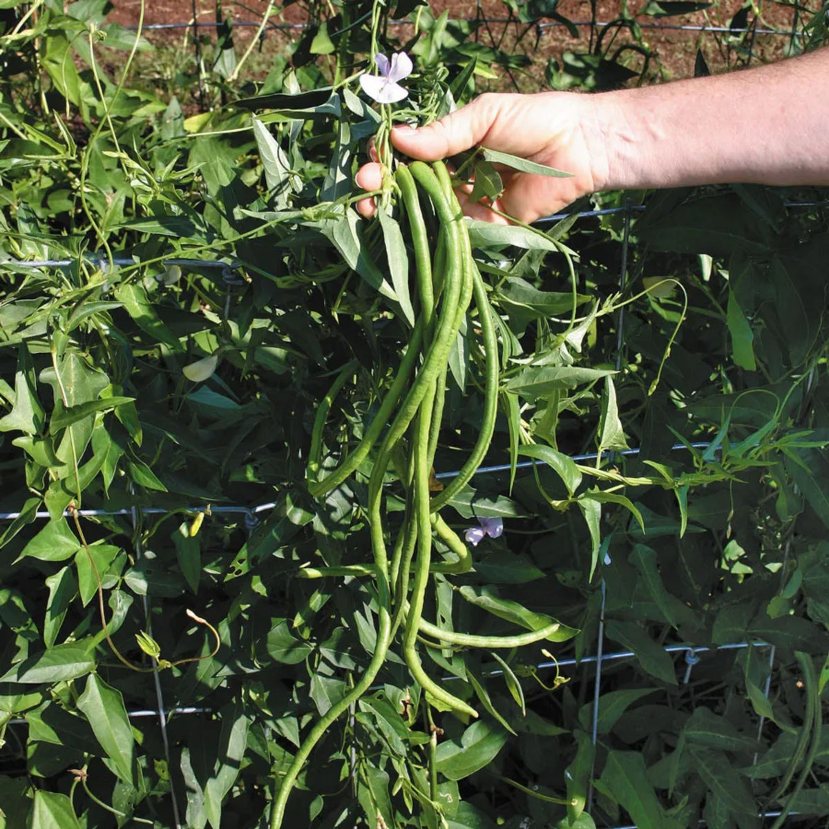 20 Seeds|  Yard Long Bean Seeds - Heirloom – Non-GMO – Long Pods – Asian Variety – High Yield – Easy to Grow – Warm Season – Vining Habit – Fresh Eating – Garden to Table#7038