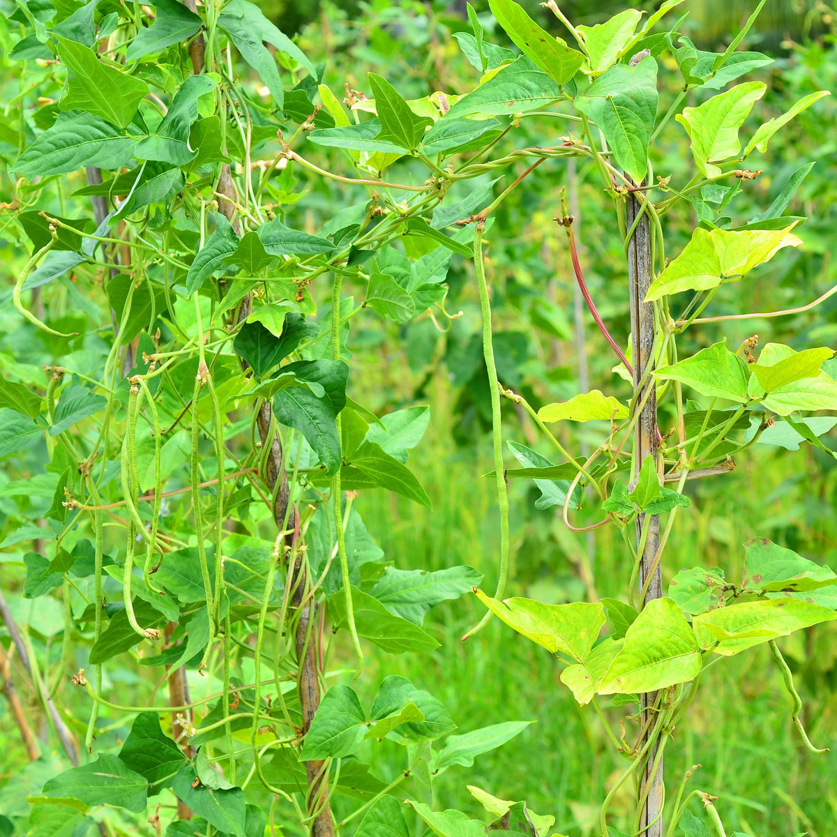 Yard Long Bean Seeds - Asian Long Beans, Tender Pods 18, 20 seeds