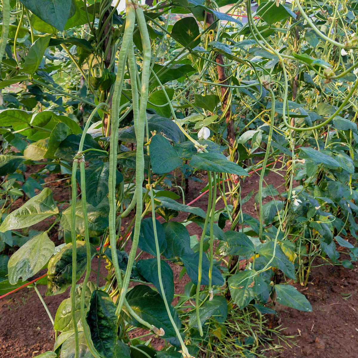 20 Seeds|  Yard Long Bean Seeds – Heirloom, Non-GMO, Asian Long Beans, Tender Pods 18–30 Inches, High Yield Vining Plant, Easy to Grow Warm Season Vegetable for Stir-Fry, Soups, and Fresh Cooking#7038