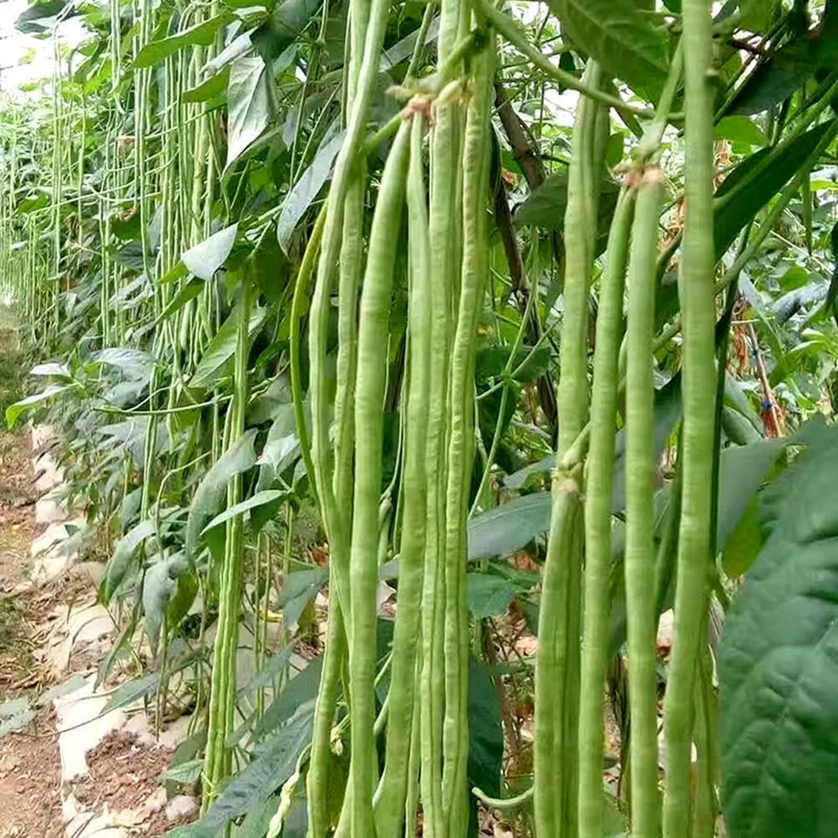 20 Seeds|  Yard Long Bean Seeds - Heirloom – Non-GMO – Long Pods – Asian Variety – High Yield – Easy to Grow – Warm Season – Vining Habit – Fresh Eating – Garden to Table#7038