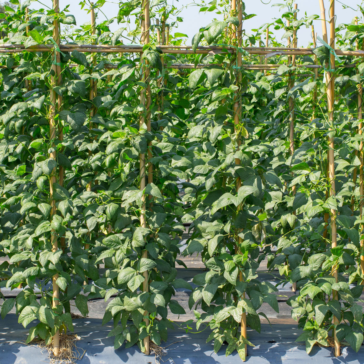 20 Seeds|  Yard Long Bean Seeds - Heirloom – Non-GMO – Long Pods – Asian Variety – High Yield – Easy to Grow – Warm Season – Vining Habit – Fresh Eating – Garden to Table#7038