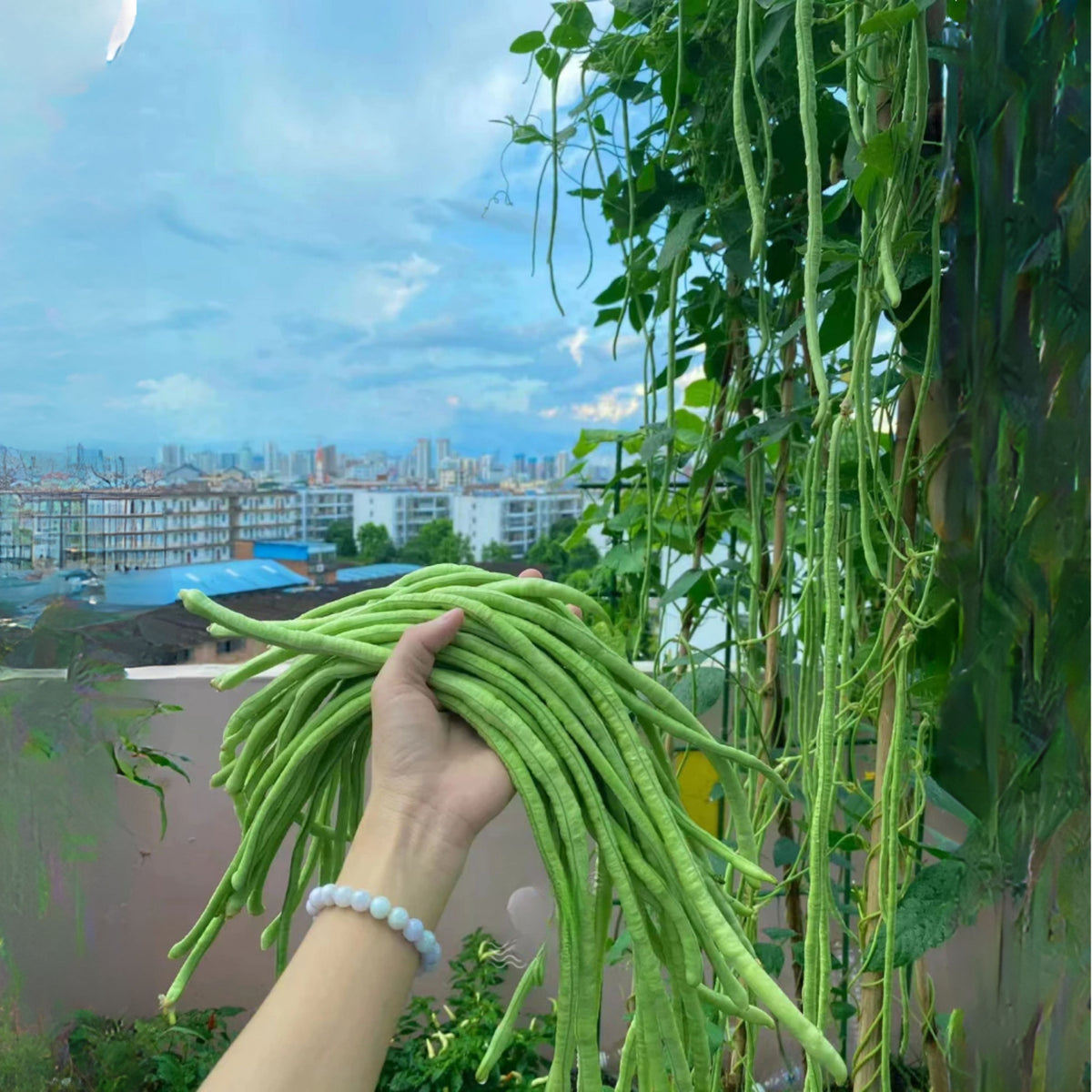 20 Seeds|  Yard Long Bean Seeds – Heirloom, Non-GMO, Asian Long Beans, Tender Pods 18–30 Inches, High Yield Vining Plant, Easy to Grow Warm Season Vegetable for Stir-Fry, Soups, and Fresh Cooking#7038