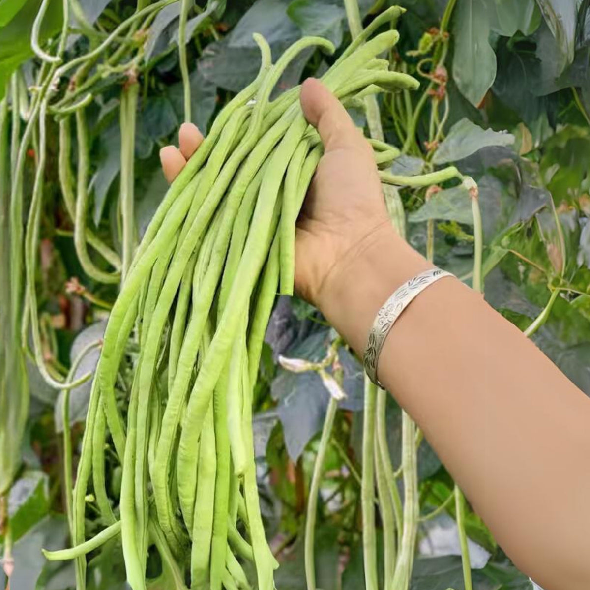 20 Seeds|  Yard Long Bean Seeds – Heirloom, Non-GMO, Asian Long Beans, Tender Pods 18–30 Inches, High Yield Vining Plant, Easy to Grow Warm Season Vegetable for Stir-Fry, Soups, and Fresh Cooking#7038