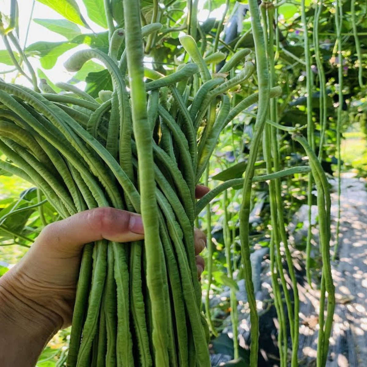 20 Seeds|  Yard Long Bean Seeds – Heirloom, Non-GMO, Asian Long Beans, Tender Pods 18–30 Inches, High Yield Vining Plant, Easy to Grow Warm Season Vegetable for Stir-Fry, Soups, and Fresh Cooking#7038