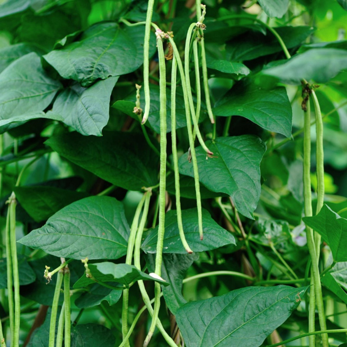 20 Seeds|  Yard Long Bean Seeds - Heirloom – Non-GMO – Long Pods – Asian Variety – High Yield – Easy to Grow – Warm Season – Vining Habit – Fresh Eating – Garden to Table#7038