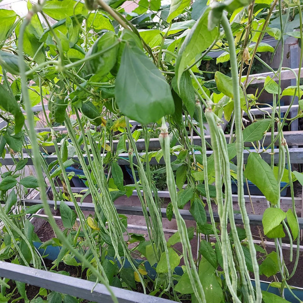 20 Seeds|  Yard Long Bean Seeds - Heirloom – Non-GMO – Long Pods – Asian Variety – High Yield – Easy to Grow – Warm Season – Vining Habit – Fresh Eating – Garden to Table#7038