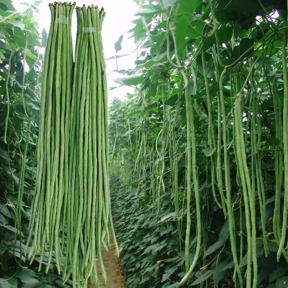 20 Seeds|  Yard Long Bean Seeds – Heirloom, Non-GMO, Asian Long Beans, Tender Pods 18–30 Inches, High Yield Vining Plant, Easy to Grow Warm Season Vegetable for Stir-Fry, Soups, and Fresh Cooking#7038
