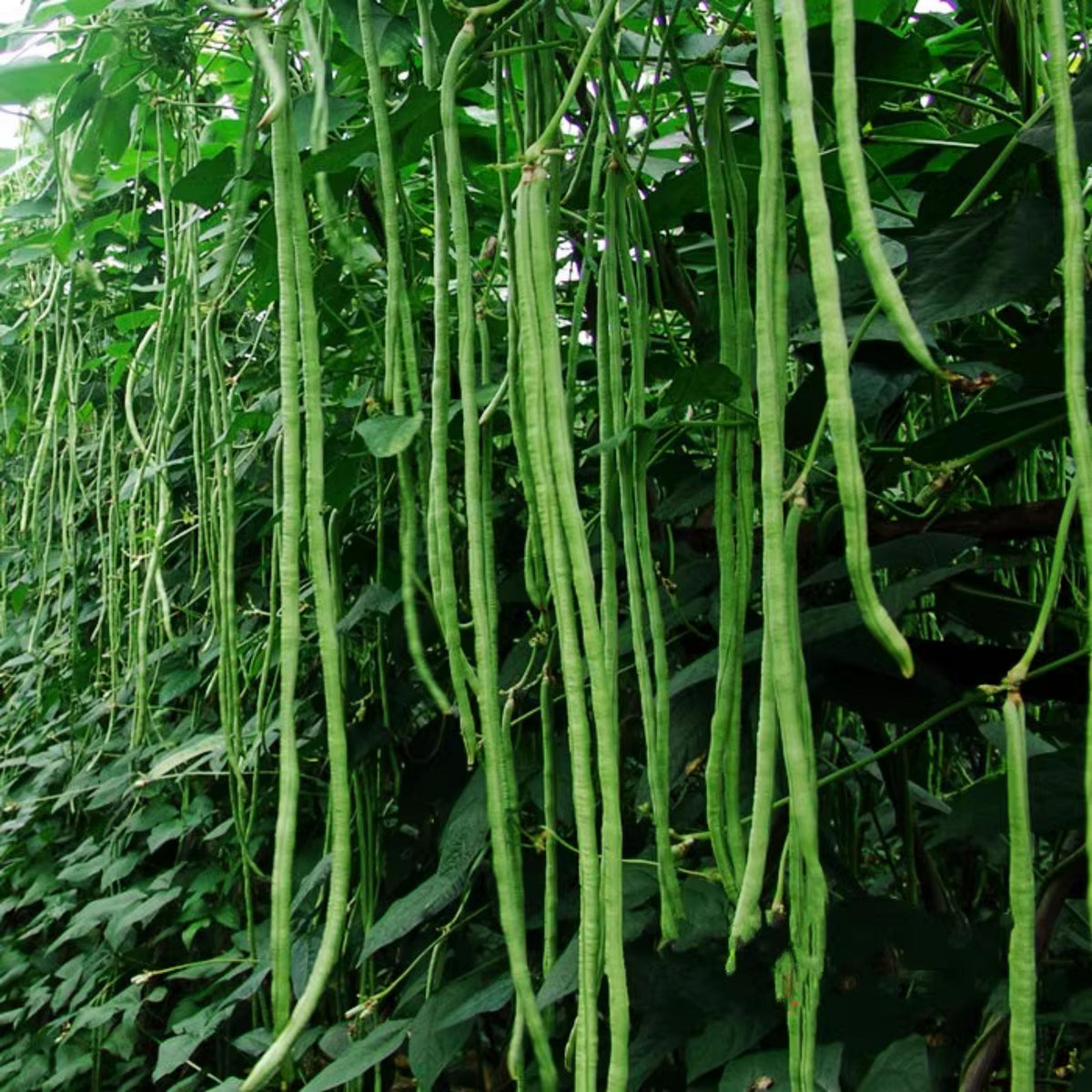 20 Seeds|  Yard Long Bean Seeds - Heirloom – Non-GMO – Long Pods – Asian Variety – High Yield – Easy to Grow – Warm Season – Vining Habit – Fresh Eating – Garden to Table#7038