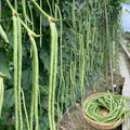 20 Seeds|  Yard Long Bean Seeds - Heirloom – Non-GMO – Long Pods – Asian Variety – High Yield – Easy to Grow – Warm Season – Vining Habit – Fresh Eating – Garden to Table#7038