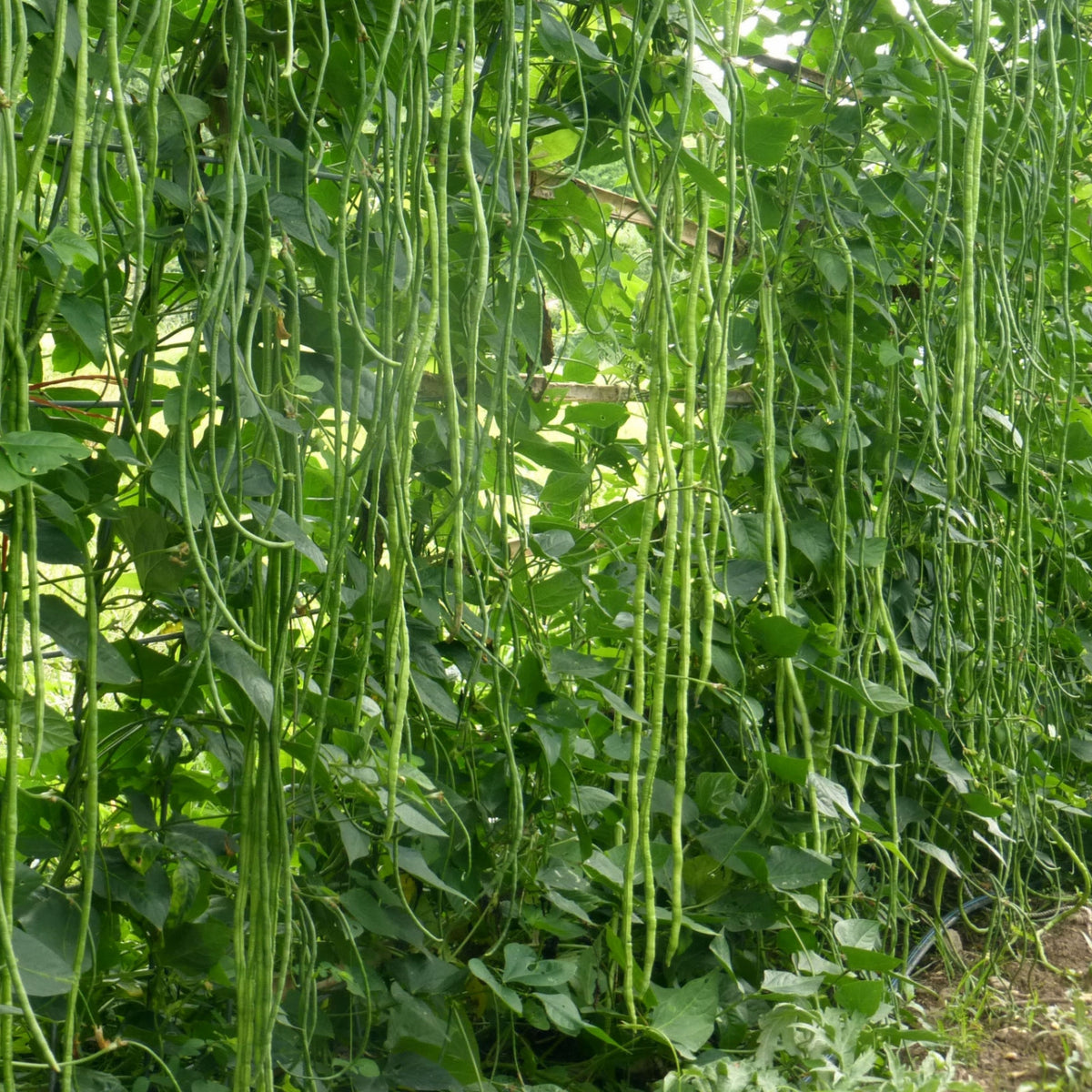 20 Seeds|  Yard Long Bean Seeds – Heirloom, Non-GMO, Asian Long Beans, Tender Pods 18–30 Inches, High Yield Vining Plant, Easy to Grow Warm Season Vegetable for Stir-Fry, Soups, and Fresh Cooking#7038
